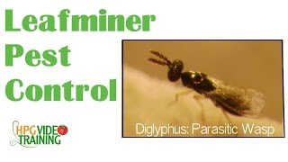 Leafminer Pest Control Beneficial Insects Series Part 3 [upl. by Wertheimer]