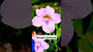 Thunbergia Grandiflora popularly known as the Bengal Clockvine [upl. by Kcirdehs]