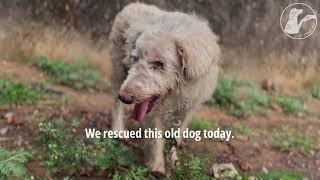 Old Dog Abandoned on the Streets Gets an Amazing TRANSFORMATION ❤️  THE STRAY ARMY [upl. by Arualana]