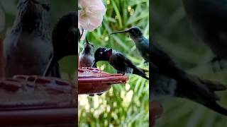 Incredible Hummingbird Behavior Reveal [upl. by Weidman]