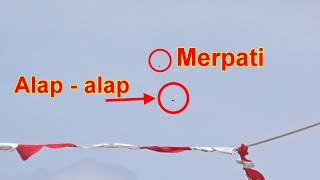 burung Alap  alap mengejar merpati di atas Kolongan [upl. by Wager114]