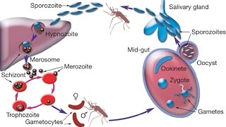 Cycle Of Malaria Parasite In The Mosquito [upl. by Dympha]