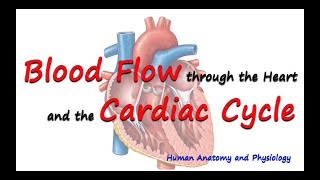 The Cardiac Cycle  Systole and Diastole  Atria and Ventricles  Physiology and Biology [upl. by Grissel]