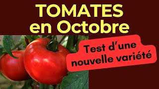 Tomates  essais sur la nouvelle variété de tomate sont plus que prometteurs [upl. by Lavery527]