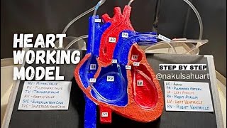 Human Heart working model  3d model science biology medical projectNakulSahuArt [upl. by Nolur]