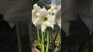 Amarilis white plants garden greennaturehousplants [upl. by Oys]