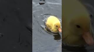 Yellow Mallard Duck Chick [upl. by Htebezile]