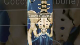 Coccydynia Tailbone Pain [upl. by Baram87]