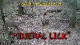 SWA Mineral Lick [upl. by Aneer]