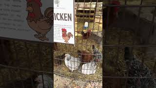 Chickens at county line orchard Hobart Indiana 102624 [upl. by Kcirdahs]