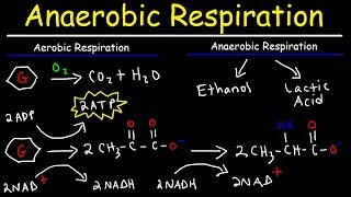 Aerobic vs Anaerobic Respiration  Lactic Acid and Ethanol Fermentation [upl. by Nabroc]