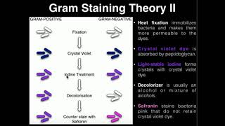 Microbiology Gram Staining [upl. by Ahtan]