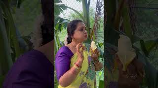 Happy gardening 🌻🌻🌻 seetha villagechef cooking delicious food chefrecipes recipe yummy [upl. by Snell]