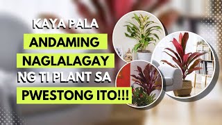 WAG NA WAG MAGPAPAWALA NG TI PLANT SA MGA PWESTONG ITO [upl. by Hoffert]