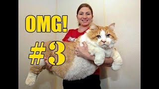 😸 Grappige Katten Filmpjes OMG  Compilatie Deel 3 [upl. by Mogerly]