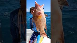 Hogfish for Dinner  SPEARFISHING [upl. by Lekzehcey219]