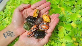 BABY TURTLES MEET THEIR PARENTS Adorable [upl. by Selim926]