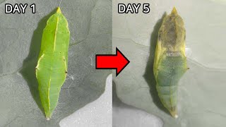 What Happens Inside a PupaChrysalis [upl. by Bachman58]