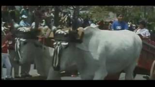 Oxherding and Oxcart Traditions in Costa Rica [upl. by Atiuqat985]