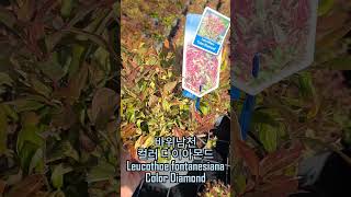 바위남천 컬러 다이아몬드 Leucothoe fontanesiana Color Diamond [upl. by Naujek]