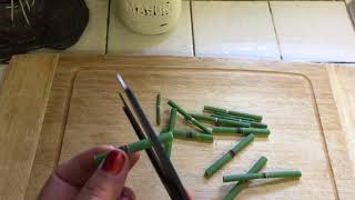 Horse tail plant Equisetum Hyemale Propagation from cuttings [upl. by Uaerraj963]