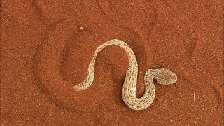 Terrifying The Venomous Sidewinder Snake Slithers at 18 MPH [upl. by Gwenore]