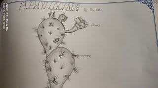 Drawing PHYLLOCLADEOPUNTIA in easy steps TheLefthandedArtist phylloclade opuntia inter [upl. by Nuhsal]