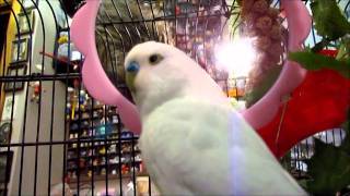 Budgie singing to Banco clip [upl. by Nosila561]