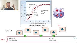 12Difference arterio veineuse en O2 [upl. by Bella]