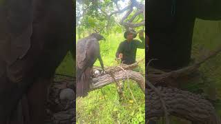 A see black eagle on a tree part 04 wildlife eaglet eagleowl baldeagle gianteagle nature [upl. by Gitel]