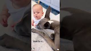 The dog threw the man to the ground 😂😂😂funny pets doglover [upl. by Eednas]