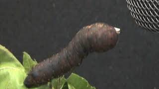 Defense sound of a Nessus sphinx moth caterpillar [upl. by Dex]