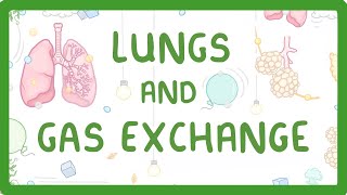 GCSE Biology  Gas Exchange and Lungs 26 [upl. by Narahs270]