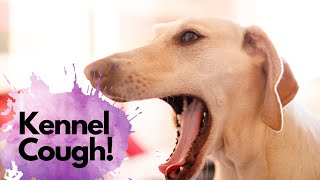 Kennel Cough What it sounds like and how a veterinarian will treat kennel cough [upl. by Rahel]