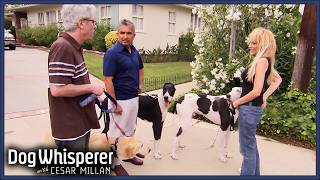 Cesar Helps Dominant Great Dane Manage His Aggression  S4 Ep 5  Dog Whisperer With Cesar Millan [upl. by Eanert505]