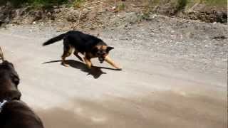 Not as amazing male Cane Corso vs aggressive German Shepherds [upl. by Edahc17]