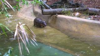 Taronga Visitors May Glimpse New Pygmy Hippo Calf [upl. by Carlile]