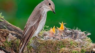 Серая мухоловка кормит птенцов Spotted flycatcher [upl. by Sesmar]