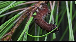 imperialis cecropia and regalis caterpillars  3rd instar feeding [upl. by Am]