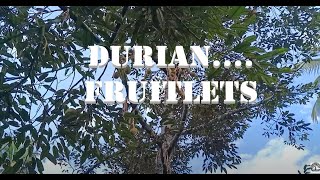 Durian Fertilizer Application [upl. by Orpah]