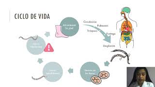 UNCINARIAS Ancylostoma duodenale y Necator americanus [upl. by Lrac]