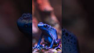 Poison Dart Frog 5 CRAZY FACTS [upl. by Aliuqehs880]