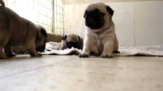 mops pug puppies 30 days old [upl. by Yentuoc]