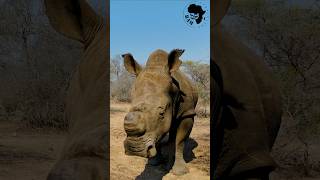 GIANT RHINO 🦏 youtubeshorts shorts rhino [upl. by Stiegler586]