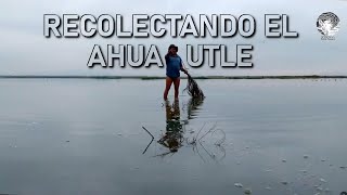 Recolectando el ahuautle en el lago de Texcoco [upl. by Enawd]