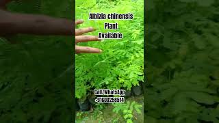 Albizia chinensis Plant [upl. by Addiel792]