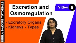 Excretion and Osmoregulation  NEET  Excretory Organs  Kidneys  Types  Neela Bakore Tutorials [upl. by Birdt953]