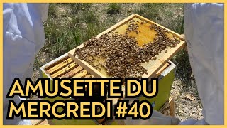 Questions  réponses en apiculture [upl. by Audette231]