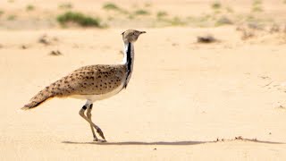 Houbara Bustard  The Asian Houbara Bustard  Endangered Desert Bird [upl. by Anastasio453]