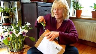 Orchid Unboxing  Brassia verrucosa [upl. by Alric]